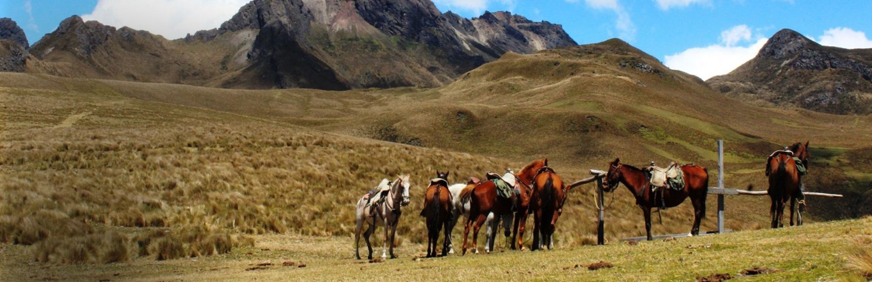2D Horseback riding cotopaxi