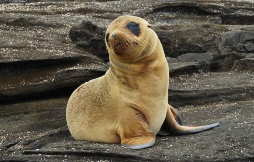 galapagos islands facts