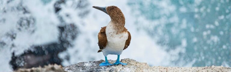 6 day galapagos island hopping adventure 6 day galapagos island hopping budget