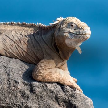 adventure 7 day hidden treasures galapagos 7 day hidden treasures galapagos