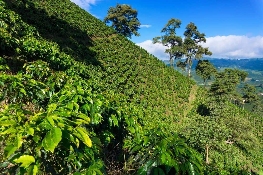 colombia coffee triangle colombia coffee triangle
