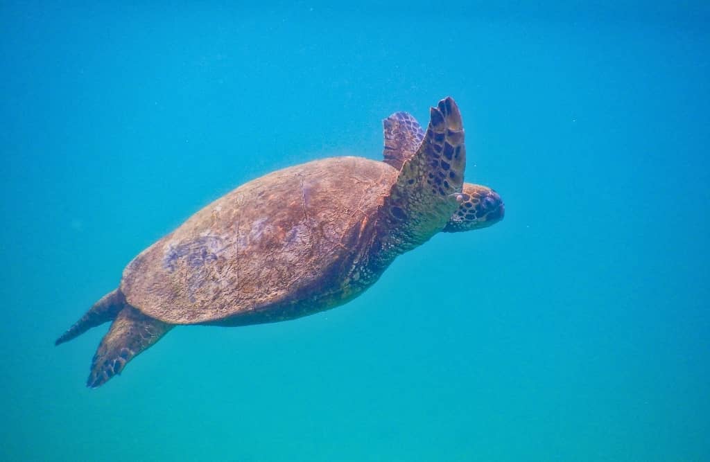 concha perla 1 tortoise diving in concha perla