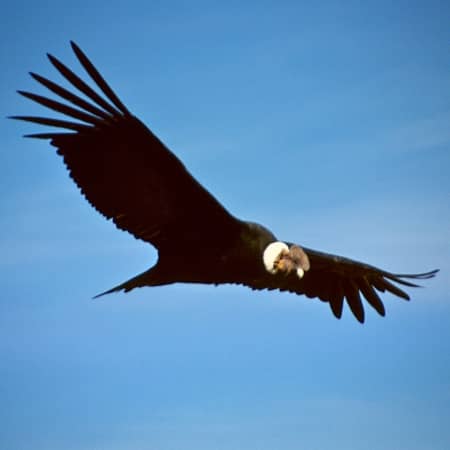 Condor-view-point-colca-canyon Rebecca Adventure Travel Condor Viewpoint - Colca Canyon - Peru
