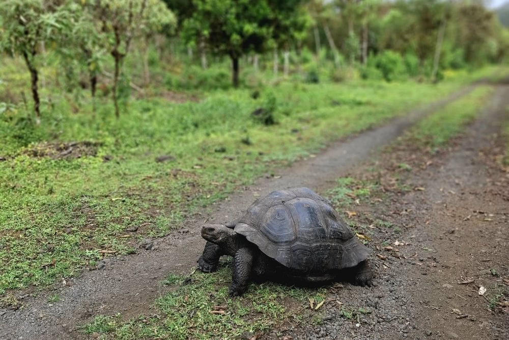 galapagos giant tortoise galapagos giant tortoise - wildlife encounters