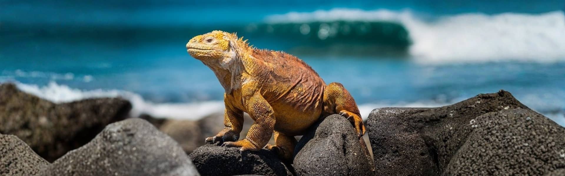 Galapagos Islands