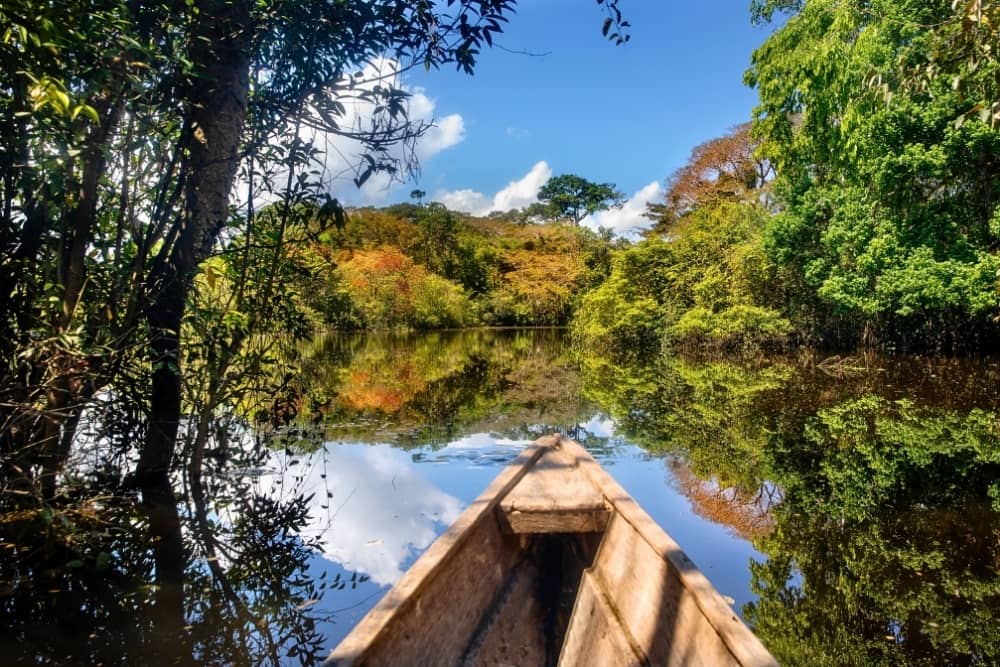 leticia forest 1 the amazon rainforest - leticia colombia