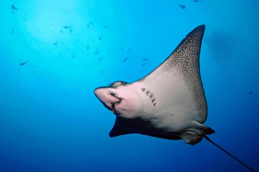 manta ray manta ray