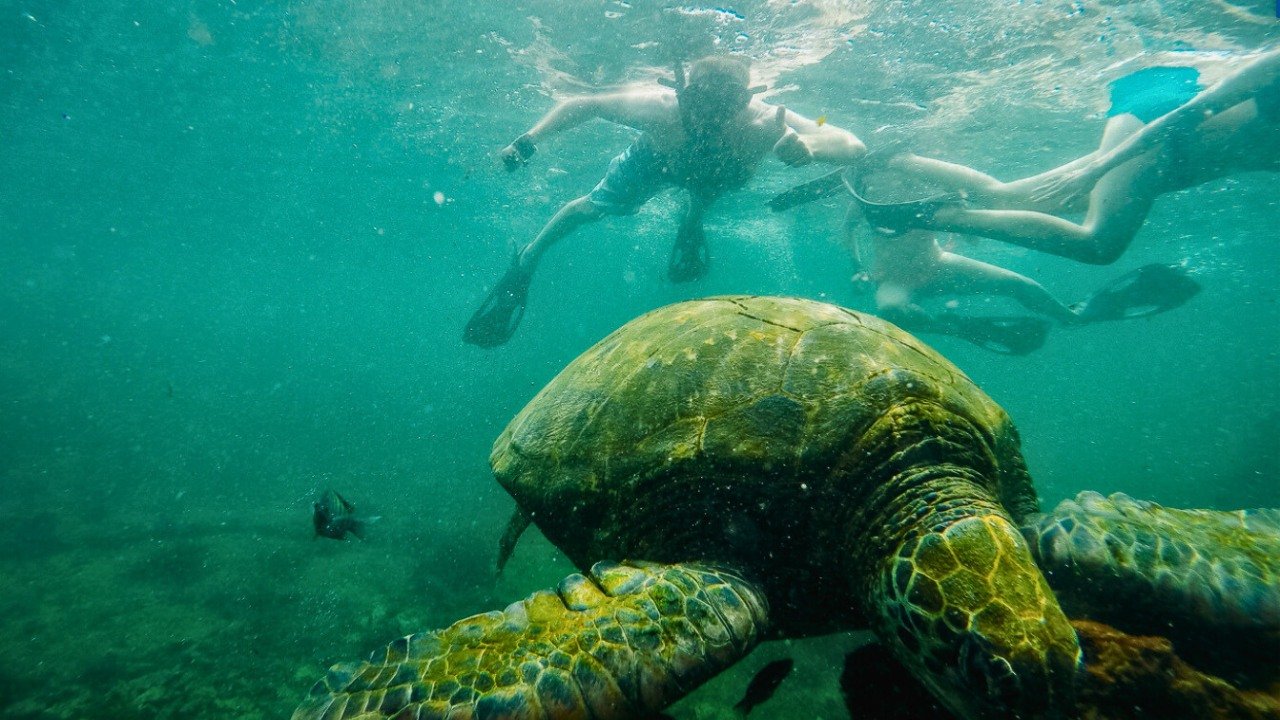 snorkeling luxury snorkeling - luxury experience