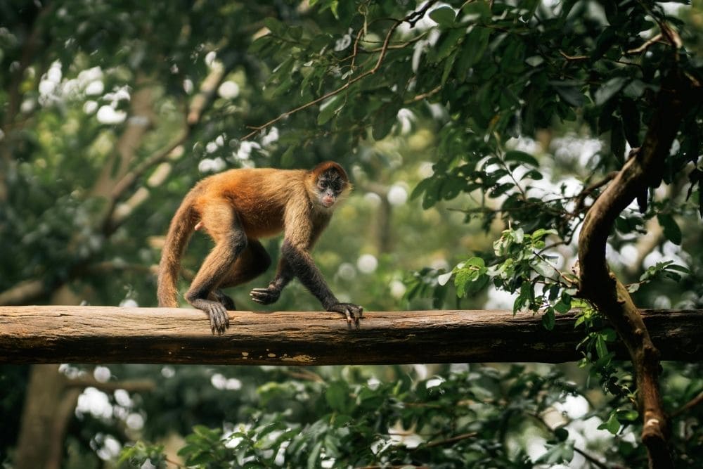 spider monkey costa rica spider monkey costa rica