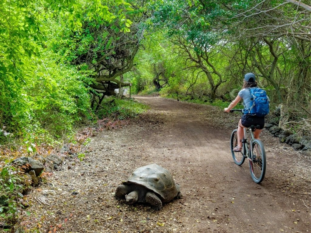 traveler in armony with tortoise traveler biking with tortoise