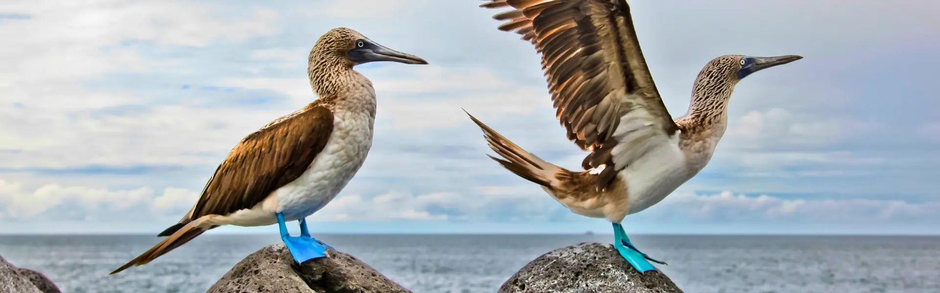 5 Day Galapagos Island Hopping Classic