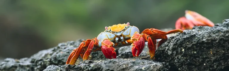 6 day galapagos island hopping 6 day galapagos island hopping complete