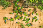 amazon parrot clay lick parrot clay