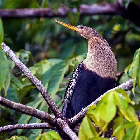 Birdwatcing-Tortuguero-National-Park-Costa-Rica Rebecca Adventure Travel Caño Blanco - Costa Rica Family day 3