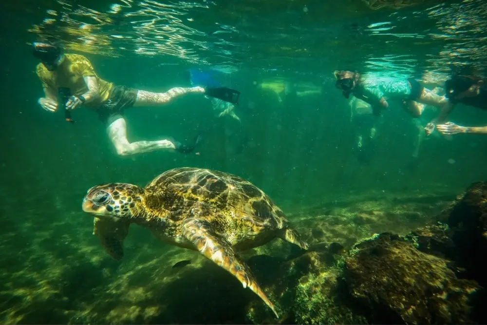 Snorkeling is one of the top galapagos activities tourists can enjoy on a cruise adventure